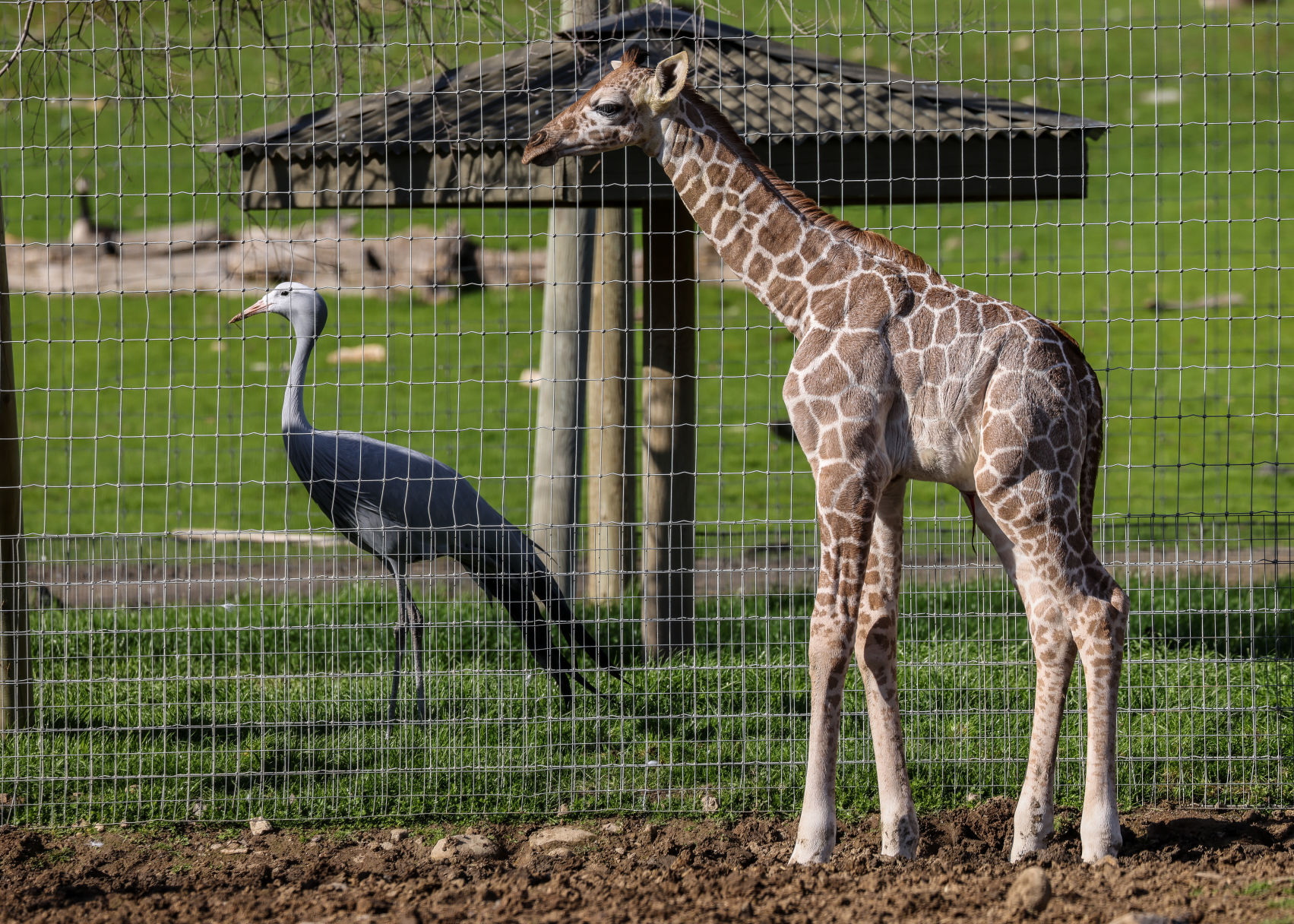Meet this baby giraffe Ollie, of Safari West